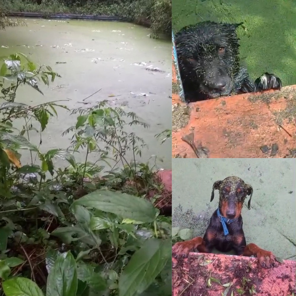 Alertan por una pileta abandonada en el kilómetro 6 de Eldorado: animales caen y no pueden salir